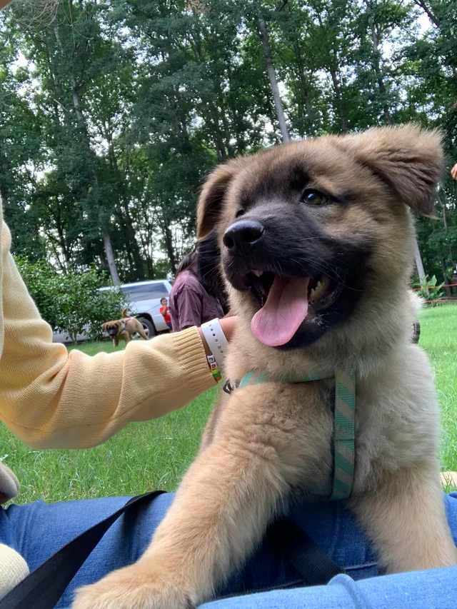 Akita Golden Retriever Mix: The Ultimate Family Dog - Dog Pup Life