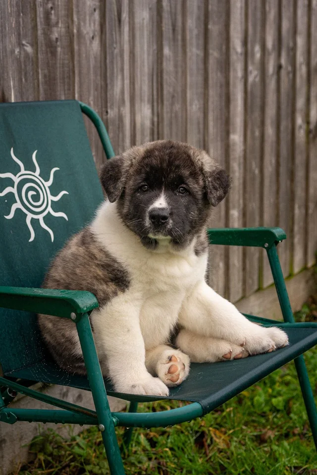 The Akita Border Collie Mix: A Perfect Companion? - Dog Pup Life