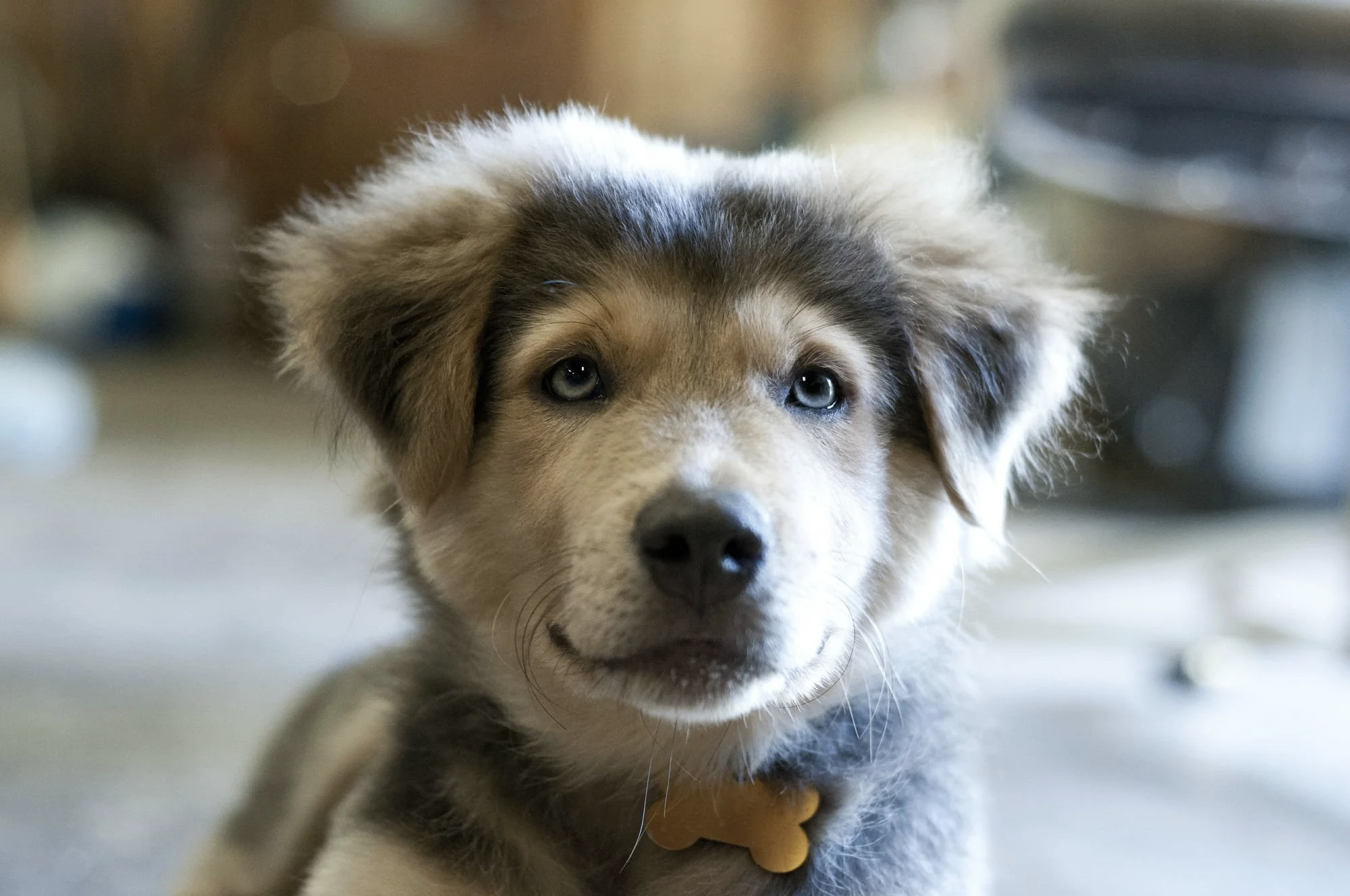 Alaskan Husky Shepherd