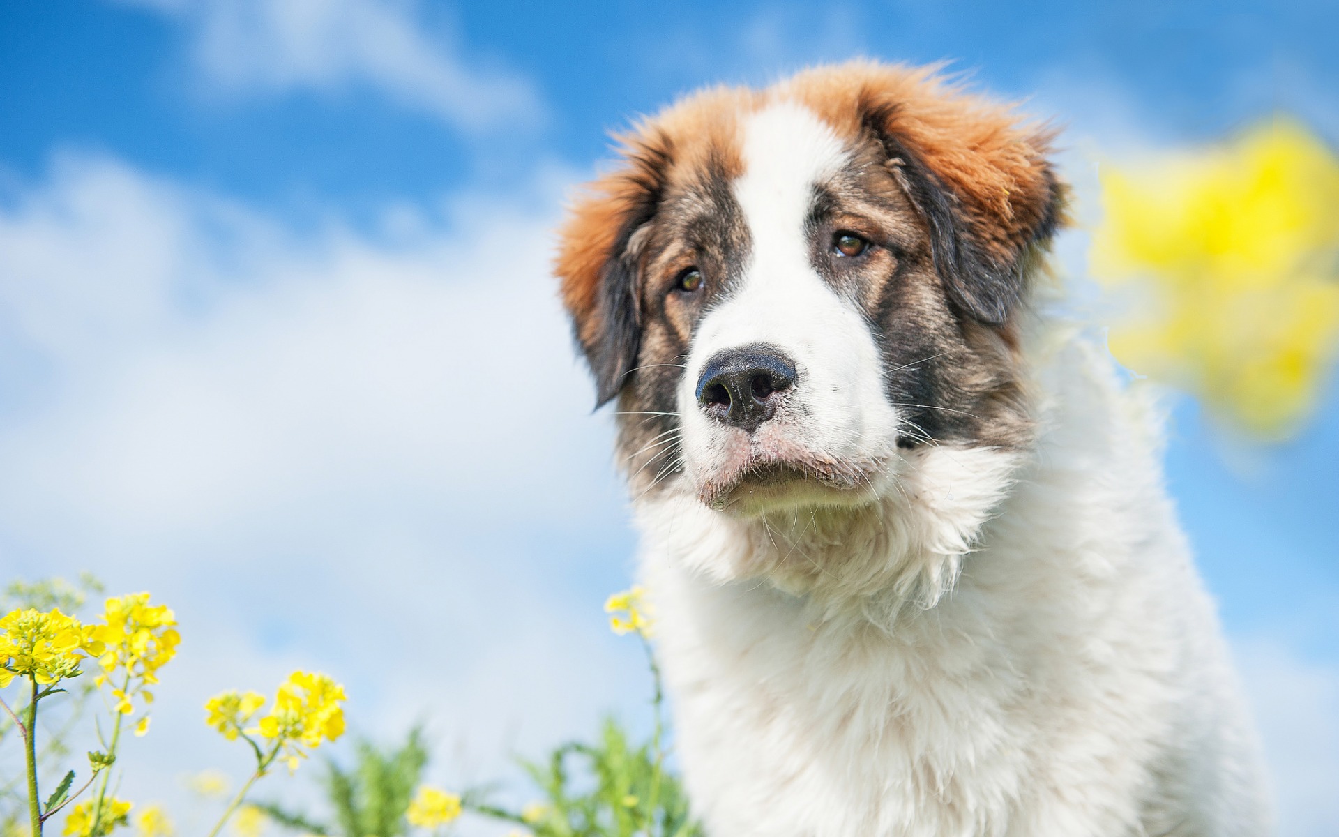 Alpine Dogge