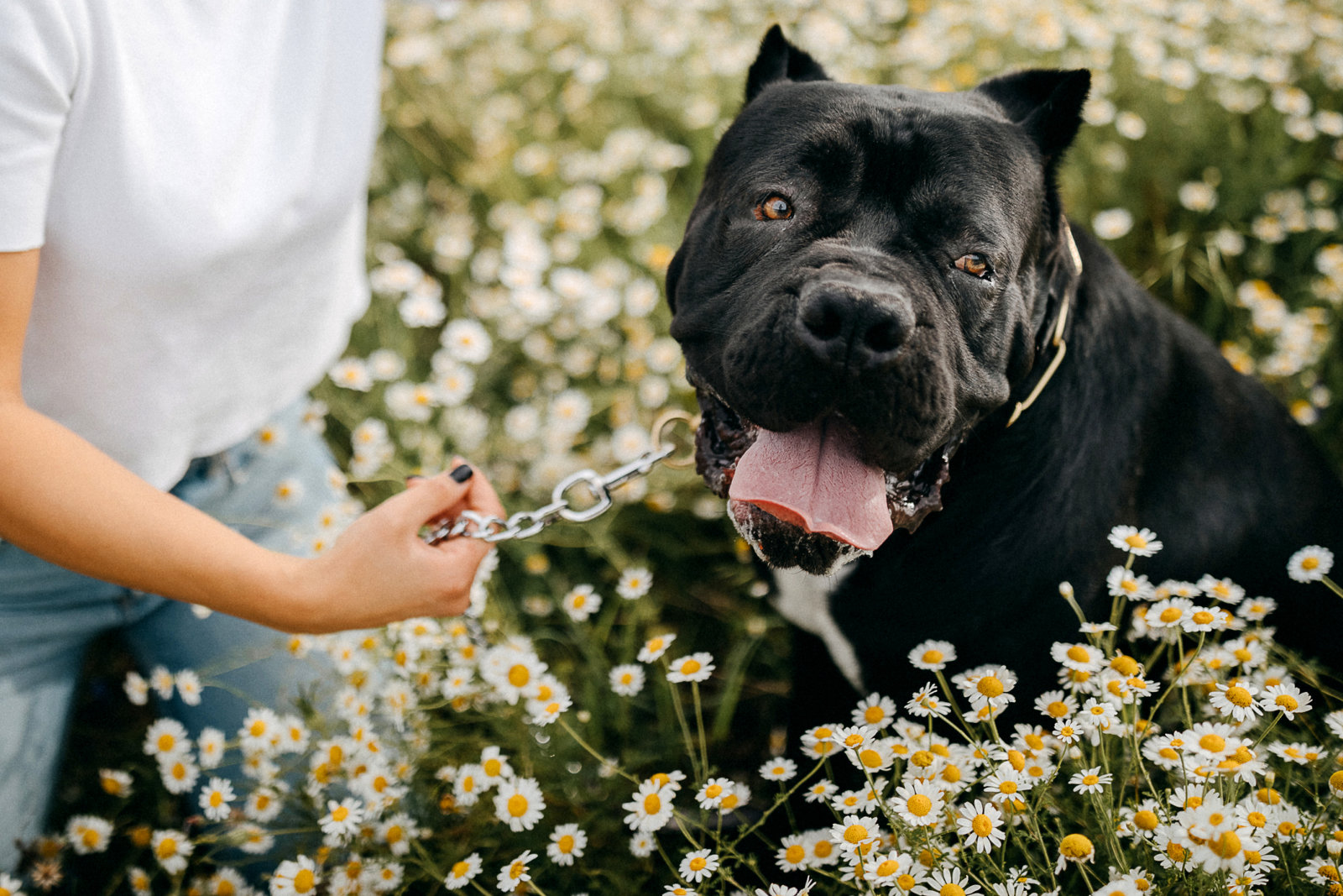 Ambullneo Mastiff