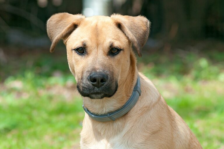 Black Mouth Cur Dog Breed - A Complete Guide - Dog Pup Life