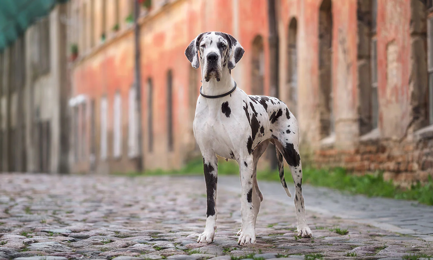 Chihuahua Great Dane mix