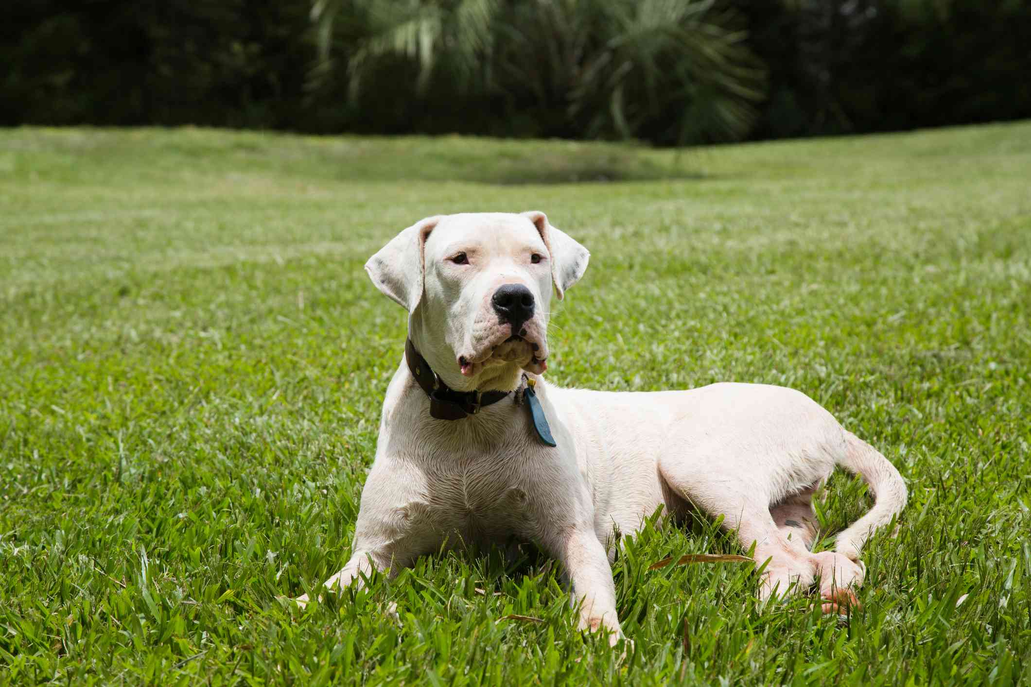 dogo cubano