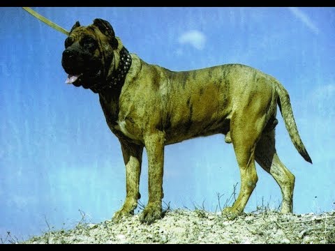 Dogo Cubano