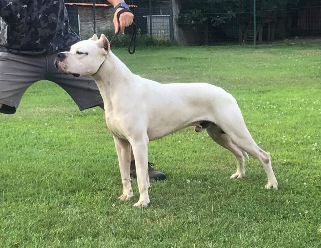 Dogo Cubano