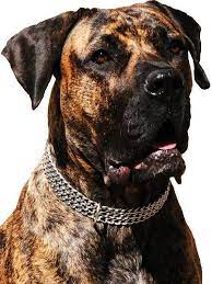 Dogo Cubano