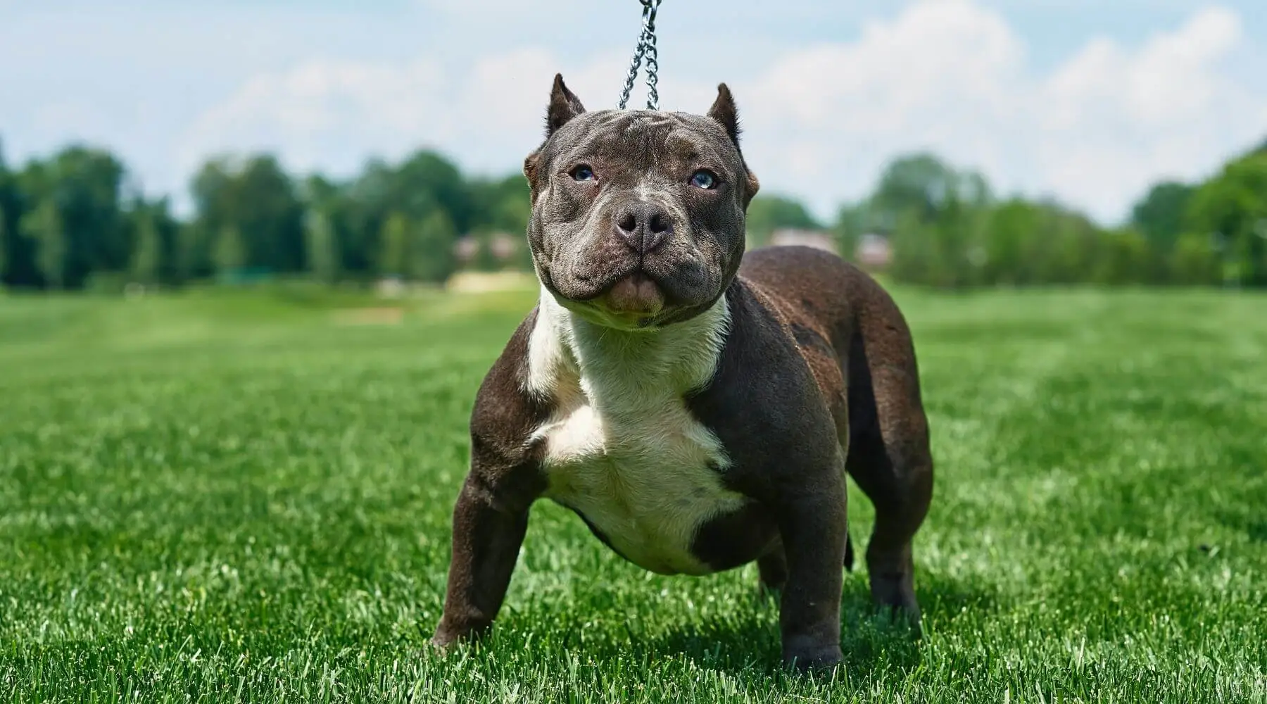 Pocket Pitbulls