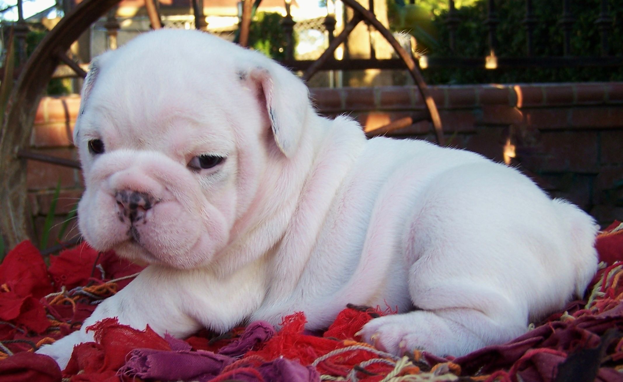 white english bulldog