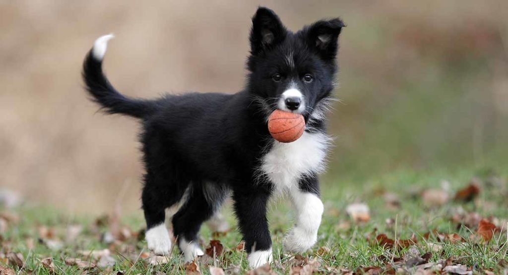 The Akita Border Collie Mix: A Perfect Companion? - Dog Pup Life