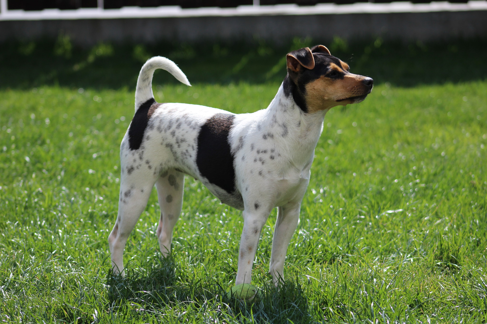 Brazilian Terrier