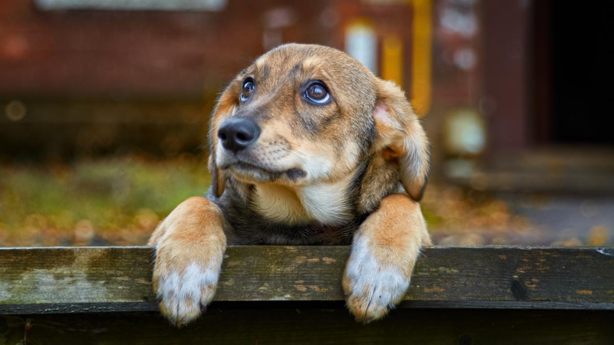 can-dogs-sense-evil-dog-pup-life